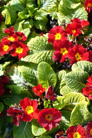 A mobile wallpaper and MMS picture for Apple iPhone 7s, 6s, 5s, 4s, Plus, iPods, iPads, New iPads, Samsung Galaxy S Series and Notes, Sony Ericsson Xperia, LG Mobile Phones, Tablets and Devices: A primrose flower photo.
