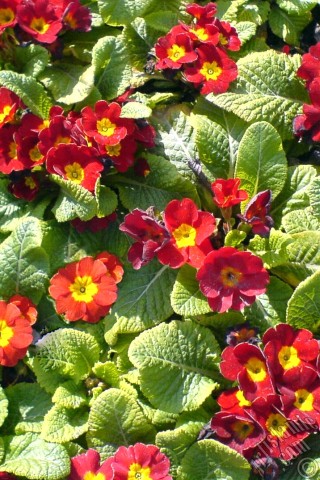 A mobile wallpaper and MMS picture for Apple iPhone 7s, 6s, 5s, 4s, Plus, iPods, iPads, New iPads, Samsung Galaxy S Series and Notes, Sony Ericsson Xperia, LG Mobile Phones, Tablets and Devices: A primrose flower photo.
