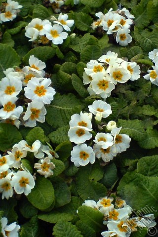 A mobile wallpaper and MMS picture for Apple iPhone 7s, 6s, 5s, 4s, Plus, iPods, iPads, New iPads, Samsung Galaxy S Series and Notes, Sony Ericsson Xperia, LG Mobile Phones, Tablets and Devices: A primrose flower photo.
