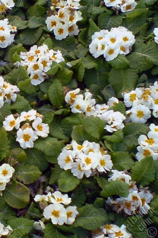 A mobile wallpaper and MMS picture for Apple iPhone 7s, 6s, 5s, 4s, Plus, iPods, iPads, New iPads, Samsung Galaxy S Series and Notes, Sony Ericsson Xperia, LG Mobile Phones, Tablets and Devices: A primrose flower photo.
