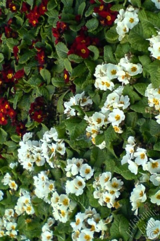 A mobile wallpaper and MMS picture for Apple iPhone 7s, 6s, 5s, 4s, Plus, iPods, iPads, New iPads, Samsung Galaxy S Series and Notes, Sony Ericsson Xperia, LG Mobile Phones, Tablets and Devices: A primrose flower photo.
