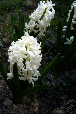 A mobile wallpaper and MMS picture for Apple iPhone 7s, 6s, 5s, 4s, Plus, iPods, iPads, New iPads, Samsung Galaxy S Series and Notes, Sony Ericsson Xperia, LG Mobile Phones, Tablets and Devices: White color Hyacinth flower.
