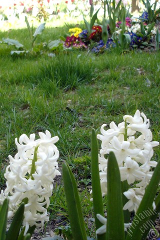 A mobile wallpaper and MMS picture for Apple iPhone 7s, 6s, 5s, 4s, Plus, iPods, iPads, New iPads, Samsung Galaxy S Series and Notes, Sony Ericsson Xperia, LG Mobile Phones, Tablets and Devices: White color Hyacinth flower.
