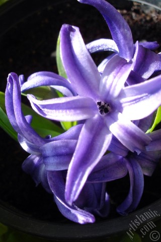 A mobile wallpaper and MMS picture for Apple iPhone 7s, 6s, 5s, 4s, Plus, iPods, iPads, New iPads, Samsung Galaxy S Series and Notes, Sony Ericsson Xperia, LG Mobile Phones, Tablets and Devices: Purple color Hyacinth flower.
