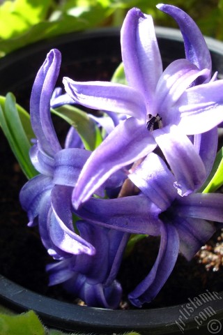 A mobile wallpaper and MMS picture for Apple iPhone 7s, 6s, 5s, 4s, Plus, iPods, iPads, New iPads, Samsung Galaxy S Series and Notes, Sony Ericsson Xperia, LG Mobile Phones, Tablets and Devices: Purple color Hyacinth flower.
