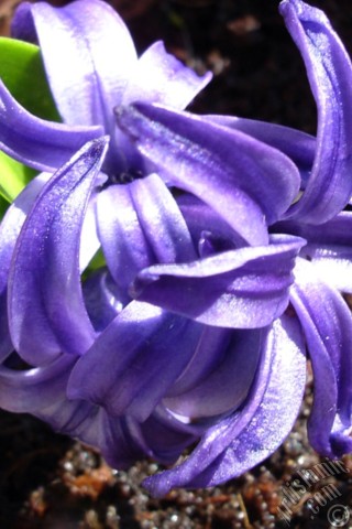 A mobile wallpaper and MMS picture for Apple iPhone 7s, 6s, 5s, 4s, Plus, iPods, iPads, New iPads, Samsung Galaxy S Series and Notes, Sony Ericsson Xperia, LG Mobile Phones, Tablets and Devices: Purple color Hyacinth flower.

