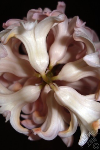 A mobile wallpaper and MMS picture for Apple iPhone 7s, 6s, 5s, 4s, Plus, iPods, iPads, New iPads, Samsung Galaxy S Series and Notes, Sony Ericsson Xperia, LG Mobile Phones, Tablets and Devices: Pink color Hyacinth flower.
