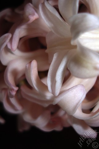 A mobile wallpaper and MMS picture for Apple iPhone 7s, 6s, 5s, 4s, Plus, iPods, iPads, New iPads, Samsung Galaxy S Series and Notes, Sony Ericsson Xperia, LG Mobile Phones, Tablets and Devices: Pink color Hyacinth flower.
