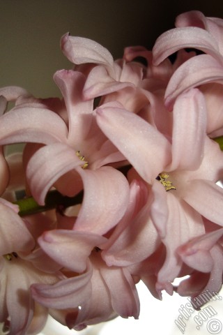 A mobile wallpaper and MMS picture for Apple iPhone 7s, 6s, 5s, 4s, Plus, iPods, iPads, New iPads, Samsung Galaxy S Series and Notes, Sony Ericsson Xperia, LG Mobile Phones, Tablets and Devices: Pink color Hyacinth flower.
