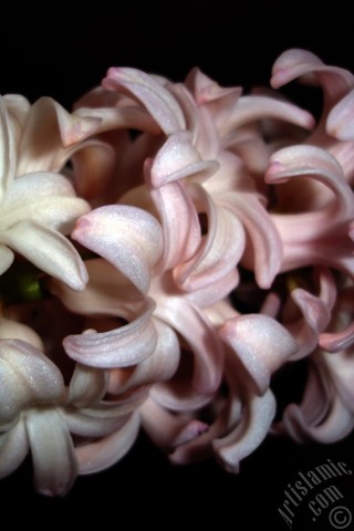 A mobile wallpaper and MMS picture for Apple iPhone 7s, 6s, 5s, 4s, Plus, iPods, iPads, New iPads, Samsung Galaxy S Series and Notes, Sony Ericsson Xperia, LG Mobile Phones, Tablets and Devices: Pink color Hyacinth flower.
