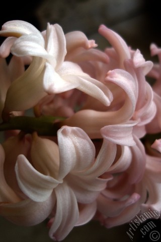 A mobile wallpaper and MMS picture for Apple iPhone 7s, 6s, 5s, 4s, Plus, iPods, iPads, New iPads, Samsung Galaxy S Series and Notes, Sony Ericsson Xperia, LG Mobile Phones, Tablets and Devices: Pink color Hyacinth flower.
