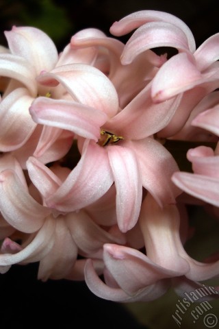 A mobile wallpaper and MMS picture for Apple iPhone 7s, 6s, 5s, 4s, Plus, iPods, iPads, New iPads, Samsung Galaxy S Series and Notes, Sony Ericsson Xperia, LG Mobile Phones, Tablets and Devices: Pink color Hyacinth flower.
