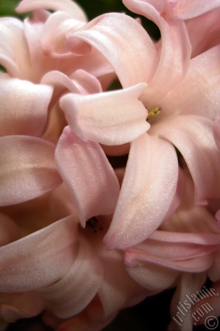 A mobile wallpaper and MMS picture for Apple iPhone 7s, 6s, 5s, 4s, Plus, iPods, iPads, New iPads, Samsung Galaxy S Series and Notes, Sony Ericsson Xperia, LG Mobile Phones, Tablets and Devices: Pink color Hyacinth flower.
