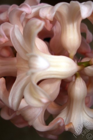 A mobile wallpaper and MMS picture for Apple iPhone 7s, 6s, 5s, 4s, Plus, iPods, iPads, New iPads, Samsung Galaxy S Series and Notes, Sony Ericsson Xperia, LG Mobile Phones, Tablets and Devices: Pink color Hyacinth flower.
