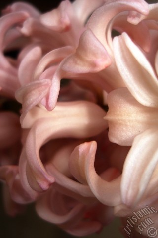A mobile wallpaper and MMS picture for Apple iPhone 7s, 6s, 5s, 4s, Plus, iPods, iPads, New iPads, Samsung Galaxy S Series and Notes, Sony Ericsson Xperia, LG Mobile Phones, Tablets and Devices: Pink color Hyacinth flower.
