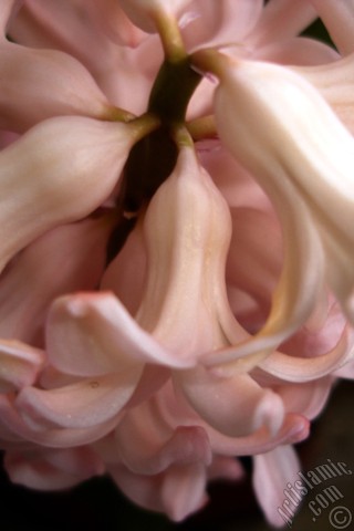 A mobile wallpaper and MMS picture for Apple iPhone 7s, 6s, 5s, 4s, Plus, iPods, iPads, New iPads, Samsung Galaxy S Series and Notes, Sony Ericsson Xperia, LG Mobile Phones, Tablets and Devices: Pink color Hyacinth flower.
