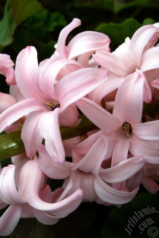 A mobile wallpaper and MMS picture for Apple iPhone 7s, 6s, 5s, 4s, Plus, iPods, iPads, New iPads, Samsung Galaxy S Series and Notes, Sony Ericsson Xperia, LG Mobile Phones, Tablets and Devices: Pink color Hyacinth flower.
