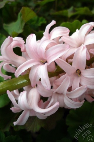 A mobile wallpaper and MMS picture for Apple iPhone 7s, 6s, 5s, 4s, Plus, iPods, iPads, New iPads, Samsung Galaxy S Series and Notes, Sony Ericsson Xperia, LG Mobile Phones, Tablets and Devices: Pink color Hyacinth flower.
