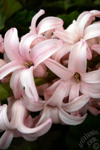 A mobile wallpaper and MMS picture for Apple iPhone 7s, 6s, 5s, 4s, Plus, iPods, iPads, New iPads, Samsung Galaxy S Series and Notes, Sony Ericsson Xperia, LG Mobile Phones, Tablets and Devices: Pink color Hyacinth flower.
