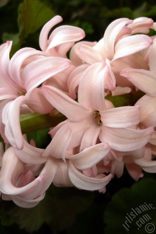 A mobile wallpaper and MMS picture for Apple iPhone 7s, 6s, 5s, 4s, Plus, iPods, iPads, New iPads, Samsung Galaxy S Series and Notes, Sony Ericsson Xperia, LG Mobile Phones, Tablets and Devices: Pink color Hyacinth flower.
