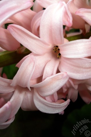 A mobile wallpaper and MMS picture for Apple iPhone 7s, 6s, 5s, 4s, Plus, iPods, iPads, New iPads, Samsung Galaxy S Series and Notes, Sony Ericsson Xperia, LG Mobile Phones, Tablets and Devices: Pink color Hyacinth flower.
