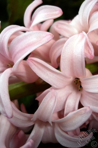 A mobile wallpaper and MMS picture for Apple iPhone 7s, 6s, 5s, 4s, Plus, iPods, iPads, New iPads, Samsung Galaxy S Series and Notes, Sony Ericsson Xperia, LG Mobile Phones, Tablets and Devices: Pink color Hyacinth flower.
