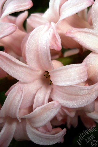 A mobile wallpaper and MMS picture for Apple iPhone 7s, 6s, 5s, 4s, Plus, iPods, iPads, New iPads, Samsung Galaxy S Series and Notes, Sony Ericsson Xperia, LG Mobile Phones, Tablets and Devices: Pink color Hyacinth flower.
