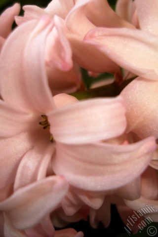 A mobile wallpaper and MMS picture for Apple iPhone 7s, 6s, 5s, 4s, Plus, iPods, iPads, New iPads, Samsung Galaxy S Series and Notes, Sony Ericsson Xperia, LG Mobile Phones, Tablets and Devices: Pink color Hyacinth flower.
