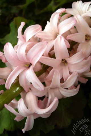 A mobile wallpaper and MMS picture for Apple iPhone 7s, 6s, 5s, 4s, Plus, iPods, iPads, New iPads, Samsung Galaxy S Series and Notes, Sony Ericsson Xperia, LG Mobile Phones, Tablets and Devices: Pink color Hyacinth flower.
