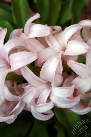 A mobile wallpaper and MMS picture for Apple iPhone 7s, 6s, 5s, 4s, Plus, iPods, iPads, New iPads, Samsung Galaxy S Series and Notes, Sony Ericsson Xperia, LG Mobile Phones, Tablets and Devices: Pink color Hyacinth flower.
