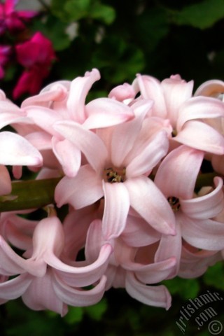 A mobile wallpaper and MMS picture for Apple iPhone 7s, 6s, 5s, 4s, Plus, iPods, iPads, New iPads, Samsung Galaxy S Series and Notes, Sony Ericsson Xperia, LG Mobile Phones, Tablets and Devices: Pink color Hyacinth flower.
