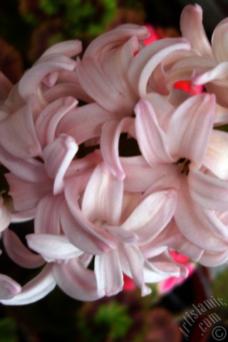A mobile wallpaper and MMS picture for Apple iPhone 7s, 6s, 5s, 4s, Plus, iPods, iPads, New iPads, Samsung Galaxy S Series and Notes, Sony Ericsson Xperia, LG Mobile Phones, Tablets and Devices: Pink color Hyacinth flower.
