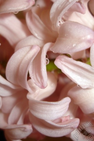 A mobile wallpaper and MMS picture for Apple iPhone 7s, 6s, 5s, 4s, Plus, iPods, iPads, New iPads, Samsung Galaxy S Series and Notes, Sony Ericsson Xperia, LG Mobile Phones, Tablets and Devices: Pink color Hyacinth flower.
