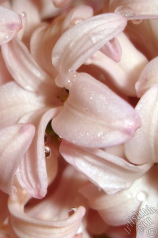 A mobile wallpaper and MMS picture for Apple iPhone 7s, 6s, 5s, 4s, Plus, iPods, iPads, New iPads, Samsung Galaxy S Series and Notes, Sony Ericsson Xperia, LG Mobile Phones, Tablets and Devices: Pink color Hyacinth flower.

