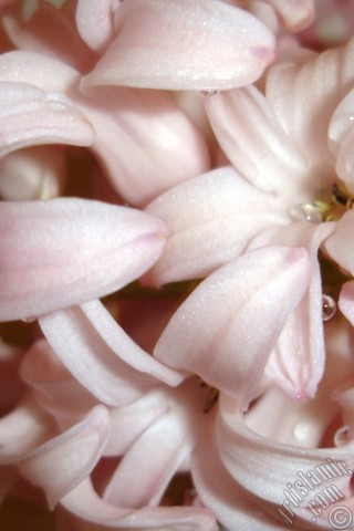 A mobile wallpaper and MMS picture for Apple iPhone 7s, 6s, 5s, 4s, Plus, iPods, iPads, New iPads, Samsung Galaxy S Series and Notes, Sony Ericsson Xperia, LG Mobile Phones, Tablets and Devices: Pink color Hyacinth flower.
