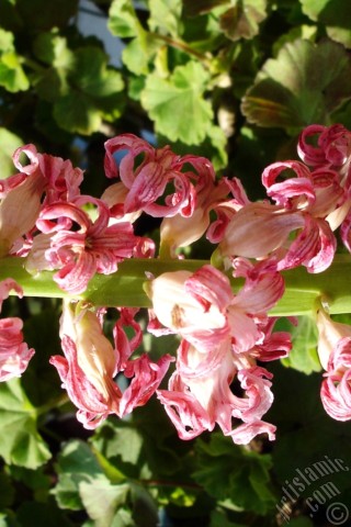 A mobile wallpaper and MMS picture for Apple iPhone 7s, 6s, 5s, 4s, Plus, iPods, iPads, New iPads, Samsung Galaxy S Series and Notes, Sony Ericsson Xperia, LG Mobile Phones, Tablets and Devices: Pink color Hyacinth flower.
