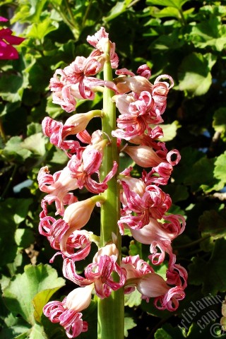 A mobile wallpaper and MMS picture for Apple iPhone 7s, 6s, 5s, 4s, Plus, iPods, iPads, New iPads, Samsung Galaxy S Series and Notes, Sony Ericsson Xperia, LG Mobile Phones, Tablets and Devices: Pink color Hyacinth flower.
