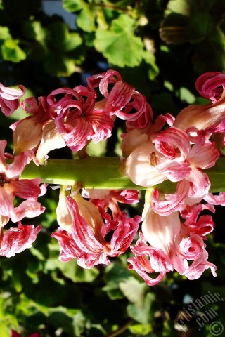 A mobile wallpaper and MMS picture for Apple iPhone 7s, 6s, 5s, 4s, Plus, iPods, iPads, New iPads, Samsung Galaxy S Series and Notes, Sony Ericsson Xperia, LG Mobile Phones, Tablets and Devices: Pink color Hyacinth flower.

