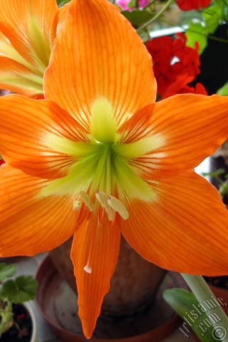 A mobile wallpaper and MMS picture for Apple iPhone 7s, 6s, 5s, 4s, Plus, iPods, iPads, New iPads, Samsung Galaxy S Series and Notes, Sony Ericsson Xperia, LG Mobile Phones, Tablets and Devices: Red color amaryllis flower.
