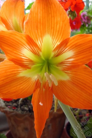 A mobile wallpaper and MMS picture for Apple iPhone 7s, 6s, 5s, 4s, Plus, iPods, iPads, New iPads, Samsung Galaxy S Series and Notes, Sony Ericsson Xperia, LG Mobile Phones, Tablets and Devices: Red color amaryllis flower.
