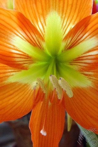 A mobile wallpaper and MMS picture for Apple iPhone 7s, 6s, 5s, 4s, Plus, iPods, iPads, New iPads, Samsung Galaxy S Series and Notes, Sony Ericsson Xperia, LG Mobile Phones, Tablets and Devices: Red color amaryllis flower.
