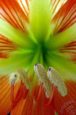A mobile wallpaper and MMS picture for Apple iPhone 7s, 6s, 5s, 4s, Plus, iPods, iPads, New iPads, Samsung Galaxy S Series and Notes, Sony Ericsson Xperia, LG Mobile Phones, Tablets and Devices: Red color amaryllis flower.
