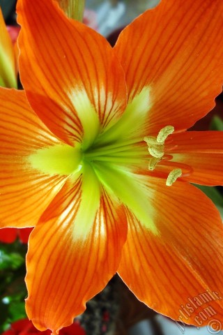 A mobile wallpaper and MMS picture for Apple iPhone 7s, 6s, 5s, 4s, Plus, iPods, iPads, New iPads, Samsung Galaxy S Series and Notes, Sony Ericsson Xperia, LG Mobile Phones, Tablets and Devices: Red color amaryllis flower.
