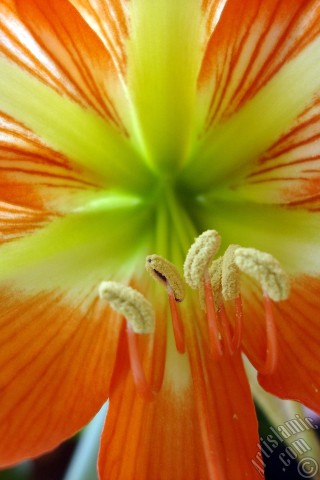 A mobile wallpaper and MMS picture for Apple iPhone 7s, 6s, 5s, 4s, Plus, iPods, iPads, New iPads, Samsung Galaxy S Series and Notes, Sony Ericsson Xperia, LG Mobile Phones, Tablets and Devices: Red color amaryllis flower.

