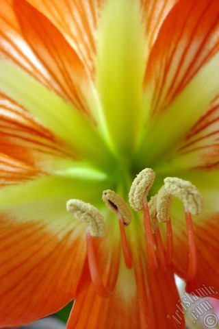A mobile wallpaper and MMS picture for Apple iPhone 7s, 6s, 5s, 4s, Plus, iPods, iPads, New iPads, Samsung Galaxy S Series and Notes, Sony Ericsson Xperia, LG Mobile Phones, Tablets and Devices: Red color amaryllis flower.
