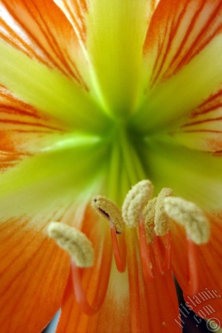A mobile wallpaper and MMS picture for Apple iPhone 7s, 6s, 5s, 4s, Plus, iPods, iPads, New iPads, Samsung Galaxy S Series and Notes, Sony Ericsson Xperia, LG Mobile Phones, Tablets and Devices: Red color amaryllis flower.
