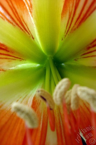 A mobile wallpaper and MMS picture for Apple iPhone 7s, 6s, 5s, 4s, Plus, iPods, iPads, New iPads, Samsung Galaxy S Series and Notes, Sony Ericsson Xperia, LG Mobile Phones, Tablets and Devices: Red color amaryllis flower.
