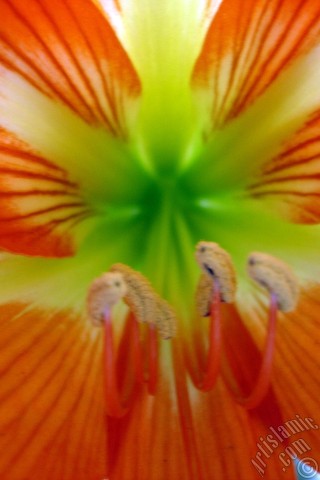 A mobile wallpaper and MMS picture for Apple iPhone 7s, 6s, 5s, 4s, Plus, iPods, iPads, New iPads, Samsung Galaxy S Series and Notes, Sony Ericsson Xperia, LG Mobile Phones, Tablets and Devices: Red color amaryllis flower.
