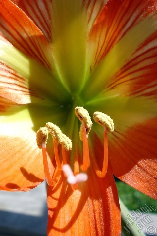 A mobile wallpaper and MMS picture for Apple iPhone 7s, 6s, 5s, 4s, Plus, iPods, iPads, New iPads, Samsung Galaxy S Series and Notes, Sony Ericsson Xperia, LG Mobile Phones, Tablets and Devices: Red color amaryllis flower.
