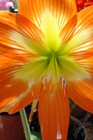 A mobile wallpaper and MMS picture for Apple iPhone 7s, 6s, 5s, 4s, Plus, iPods, iPads, New iPads, Samsung Galaxy S Series and Notes, Sony Ericsson Xperia, LG Mobile Phones, Tablets and Devices: Red color amaryllis flower.
